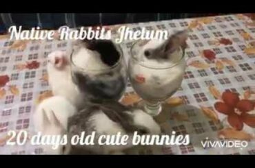 Cute bunnies by native rabbits farm jhelum