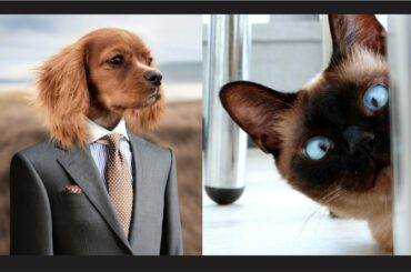 Funny and Cute Cats & Dogs compilation 2020 || Try Not To Laugh Challenge