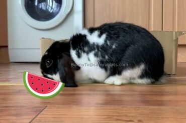 Cutest Bunnies Playing with Kids in Home (Cute Bunnies Compilation 2020)