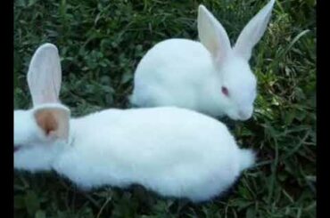 Cute rabbit _ eating grass