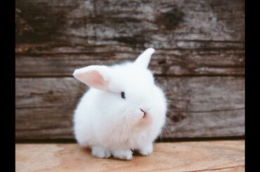 Funniest Baby Rabbit Video || বাচ্চা খড়গোশ কি করছে দেখুন!!! ||pet animal || status