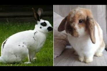 CUTENESS  IS NOT ENOUGH | CUTE RABBIT VIDEO COMPILATION