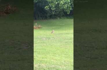 A rabbit 🐇 that’s cute and is not afraid 🥺