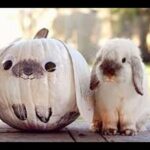 Cool And Cute Bunny Rabbit Videos - Happy Bunnies