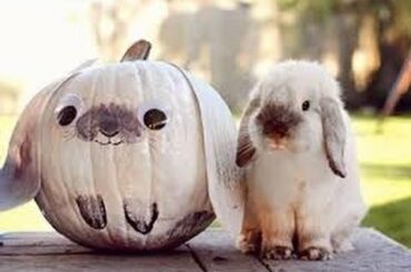 Cool And Cute Bunny Rabbit Videos - Happy Bunnies