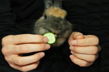 ASMR Tavşan Salatalık Dilimi Yiyor