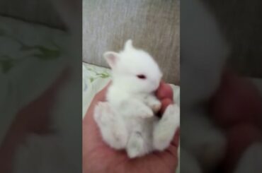 Cute white rabbit. Милый кролик альбиносик.