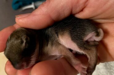 Chip’s story. The baby bunny.