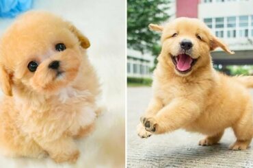 Cute baby animal Videos Compilation cutest moment of the animals - Cutest Puppies #10