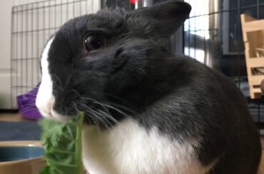 Cute Bunny Eating Parsley and Kale