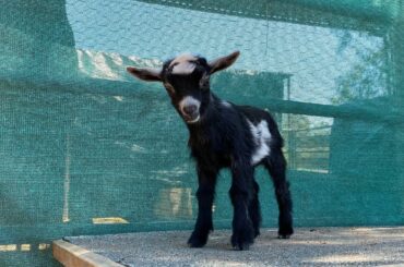 We picked our goats! Nigerian Dwarf goats. Great for milking but small. We got Rex bunny rabbits!