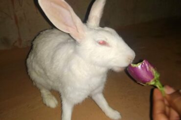 বেগুন চোর || Rabbit Eating Brinjal || Rabbit funny video || entertainment ||খড়গোশ এর বেগুন খাওয়া ||
