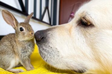 Golden Retriever like a big mom for Baby Bunnies!