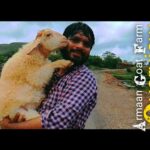Bunny, The Cutest Bannur Lamb & Armaan Goat Farm Overview, Pune