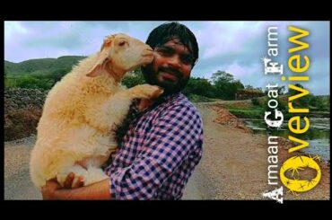 Bunny, The Cutest Bannur Lamb & Armaan Goat Farm Overview, Pune
