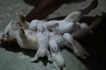 Rabbit feed their babies