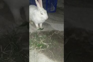 Lazy bunny (rabbit) eating grass ( food)