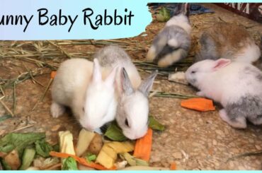 Funny Baby Rabbit Videos 🐇 - Cute Baby Rabbits 🐇 -  Cute Baby Animal Video Compilation (2020) 🐇🐰