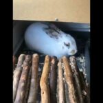 Cute Bunny Sleeping -VERY SHORT- First Video :3