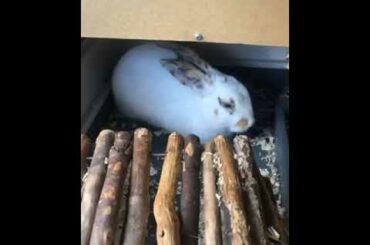 Cute Bunny Sleeping -VERY SHORT- First Video :3