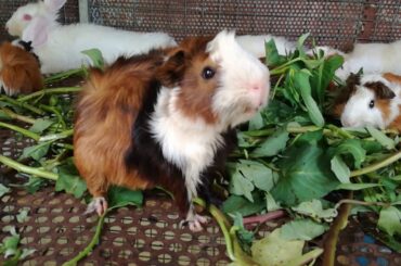 Cute Baby Rabbits Eating Vegetables / Cute Rabbits Videos / Funny and Cute Baby Bunny Rabbit Videos