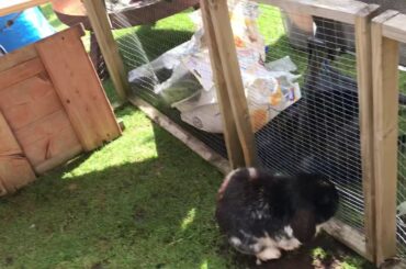 My rabbit is cute🥰