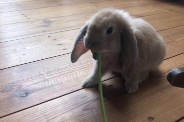 cute baby bunny chumping