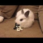 Funny baby bunny playing with chess figures!