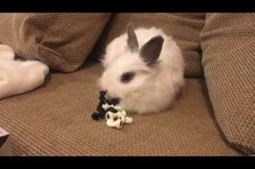 Funny baby bunny playing with chess figures!