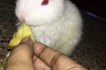 Cute baby rabbit eating pineapplee😍