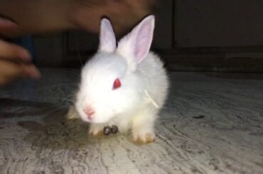 Cute baby rabbit hates 🍋 lemon🥴
