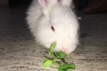 Cute baby rabbit stealing away mint