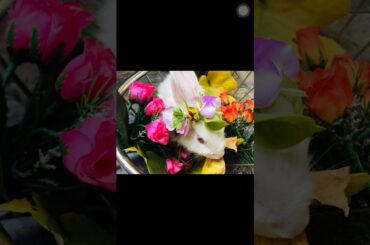 Baby rabbit cute photoshoot 🥰😍