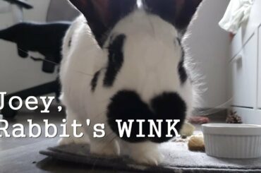 Joey Rabbit's WINK! while he was eating Breakfast. Cute Bunny. Pet. British Spot, Rabbit Care Video.