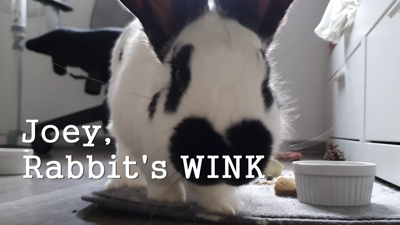 Joey Rabbit's WINK! while he was eating Breakfast. Cute Bunny. Pet. British Spot, Rabbit Care Video.