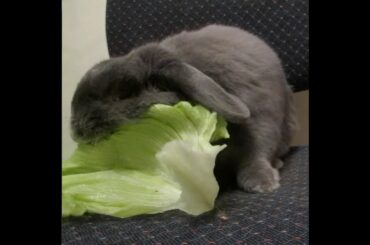 Cute Rabbit Gets Aggressive With Lettuce