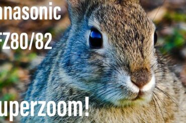 Panasonic Lumix FZ80 / FZ82 Up-close Zoom Test With Cute Rabbit