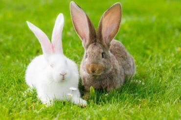 Question Rabbit 🐇 or Bunny 🐰???