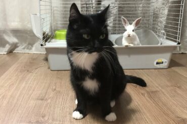 Cat reaction to rabbits