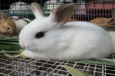 Funny and Cute Baby Bunny Rabbit Videos 🐇 Baby Animal Video Compilation