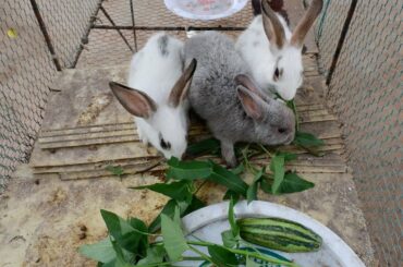 Cute rabbit eating water convolvulus