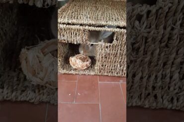 My cute rabbit Spritz