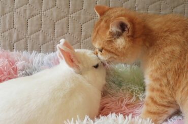 It’s good when you have a friend | Cute kitten Kisses a Bunny