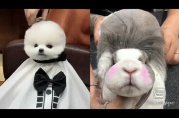 Dog Grooming Cat Grooming Rabbit Grooming- Funny Cute Dog #5