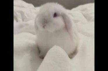 Just have these cute bunnies 💞🐇