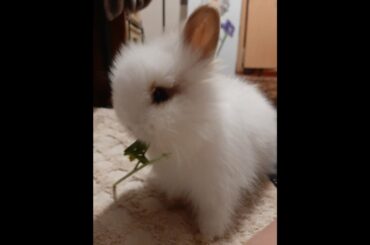 Cute bunny/eating