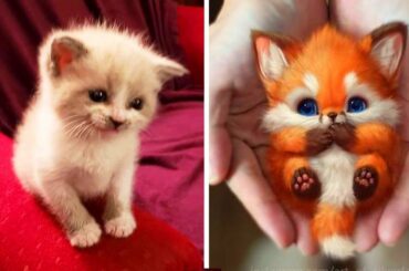 Cute baby animals Videos Compilation cute moment of the animals - CUTE Funniest Animals #1