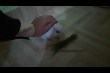 Cute rabbit eating grass🌱🌱🌱