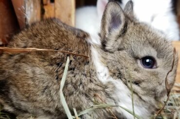 Adorable Baby Bunnies! Chickens & a Cat!