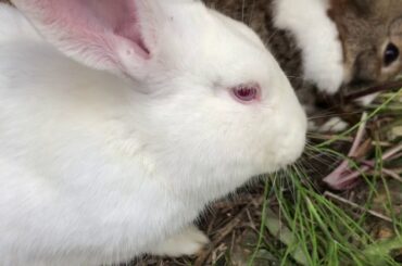Cute rabbit 🐇 eating food.  Don’t scare